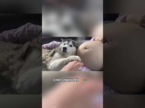 Dieser Hund hat es der schwangeren Frau angetan #shorts