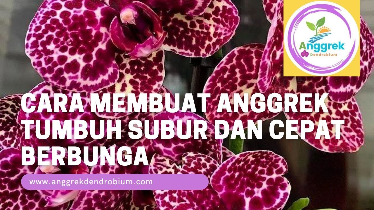 Video Anggrek Dendrobium