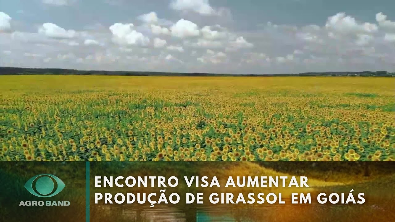 Dia de campo do girassol: encontro visa aumentar produção em Goiás