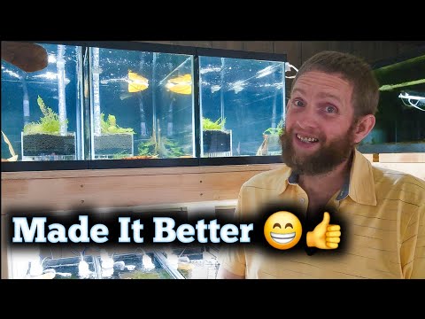 NEW Caridina Shrimp Tank Rack Improvements Improving and working out some of the kinks on my new caridina shrimp tank rack.

Check out my websi