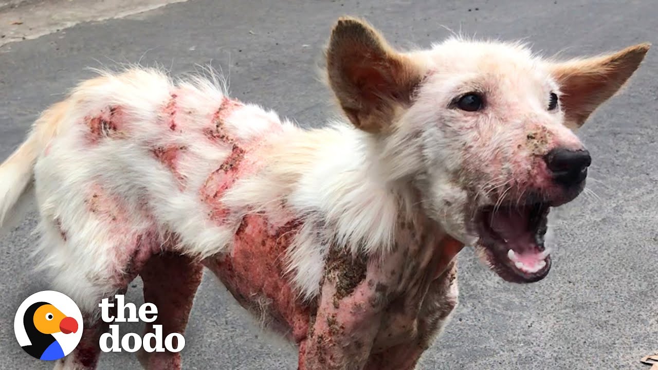 Sick Street Dog Can't Stop Wagging Her Tail
