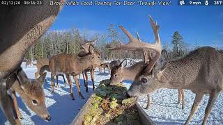 2+ HOURS LOOP-ABLE Deer Feeding - Season 17 - 2/12/26
