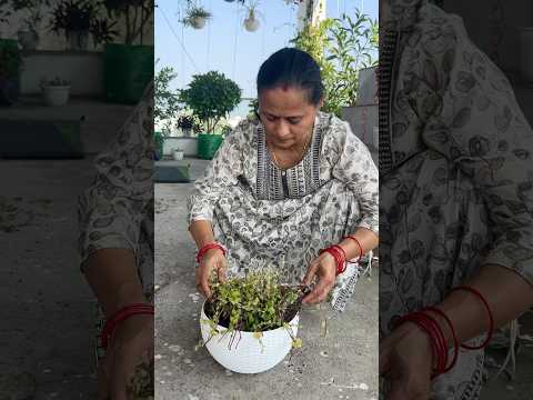 Kayi bar paudha galt nhi hota, mitti galt hoti h.Plant growing tip 🌱 #plants #gardenplants #plant