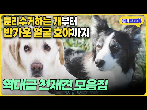 [천재견 여기 다 모였다!] 분리수거 하는 천재견부터 반가운 얼굴 호야까지! I KBS 동물극장 단짝 231008 방송