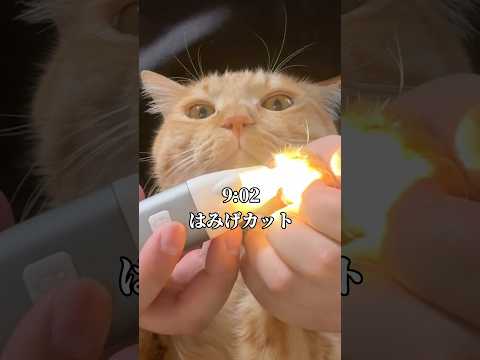 子ネコのハミ毛カット動画｜癒しと笑顔をお届けします サムネイル