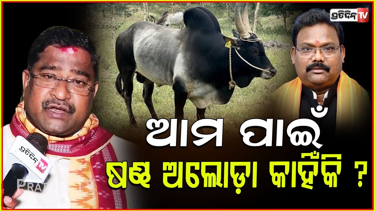 ସମସ୍ତଙ୍କୁ ଗାଇ ଲୋଡା, ହେଲେ ଷଣ୍ଢ ଅଲୋଡ଼ା ! Stray bulls are disappearing in Odisha, Arun Nayak explains.