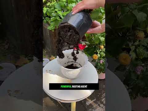 One Pack of Brown Sugar, 5 Garden DIY Ideas 🌱🍬 Save This!||#DIYGardening #BrownSugar #GardenTips