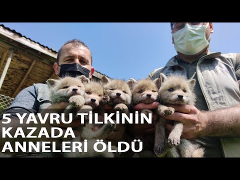 Kazada Anneleri Ölen 5 Yavru Tilki, Düzce’de Bakıma Alındı