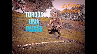 CAÇA AOS TORDOS 14DEZEMBRO 2025 POR "TERRAS DA BEIRA BAIXA"