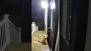 The CCTV Capture A Very Sad Moment #sora2 #cat #sorabeats #babybird #funny #soralife