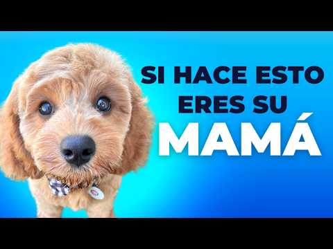 5 SEÑALES de que tu PERRO TE VE CÓMO MAMÁ (Cómo Reconocerlas)