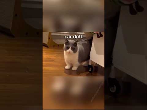 Stop laughing😂🤣 Cats Car 🚗 drift😸 #funny #cat #shorts