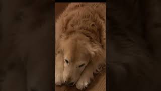 【日常】焼肉に期待をしてるゴールデンレトリバーのアリアちゃんの様子#goldenretreiver #ゴールデンレトリバー