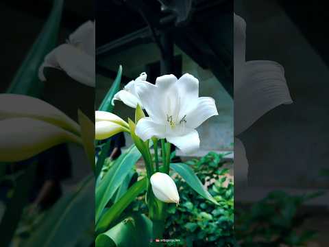 Extraordinary things are always hiding in places people never think to look.