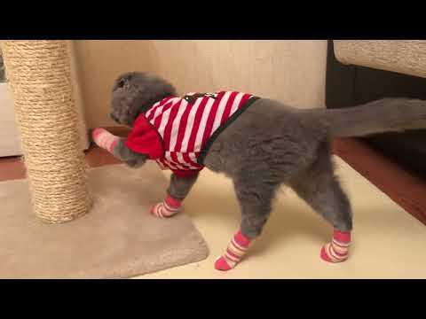 Коты преступники. Где и когда коты нарушают закон и могут ли их наказать за это?