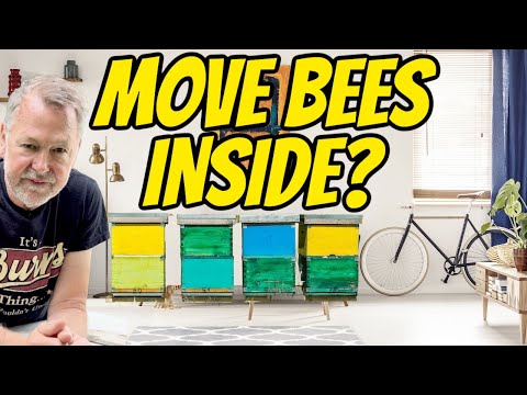 Beekeeping | Moving Bees Inside: Good or Bad Ideal?