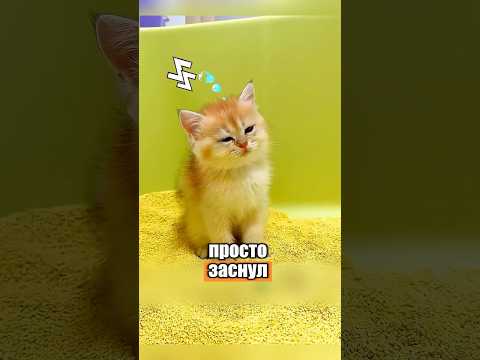 Неудачные попытки обучить лотку 🥲😂 #милыеживотные #животные