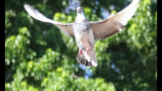 Top 10 Winning Strategies for Pigeon Racing