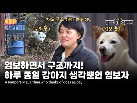 임보에서 구조까지 하루 종일 강아지 생각뿐인 천사같은 임보자 Foster Guardian Who Thinks of Puppies All Day