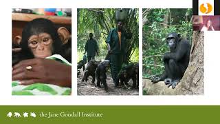 Tchimpounga: Dr Rebeca Atencia of Jane Goodall Institute Congo on how chimp rescue stops poaching