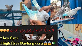 3 Pigeon Catch Top Quality 2025 || kabootar pakra  awara 😍
