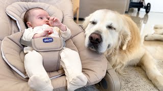Golden Retriever Falls Asleep With NEWBORN BABY!
