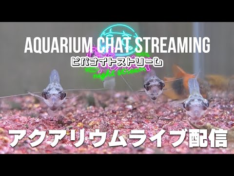 【毎週土曜22時配信】アクアリウムの雑談配信＋Idle Waters(水の暇) 【ビバアクア】 #アクアリウム