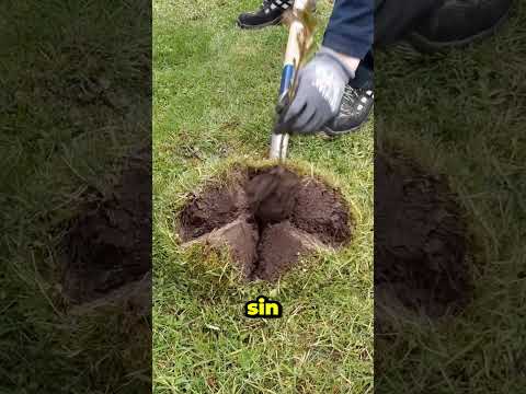 La forma más fácil de sembrar un árbol