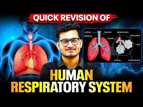 HUMAN RESPIRATORY SYSTEM - Quick Revision in 31 Minutes | Class 11th Zoology | PhysicsWallah