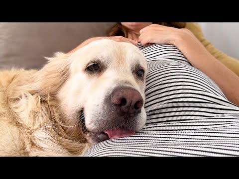 Golden Retriever Dog Won’t Stop Loving on His Pregnant Mom