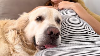 Golden Retriever Dog Won’t Stop Loving on His Pregnant Mom