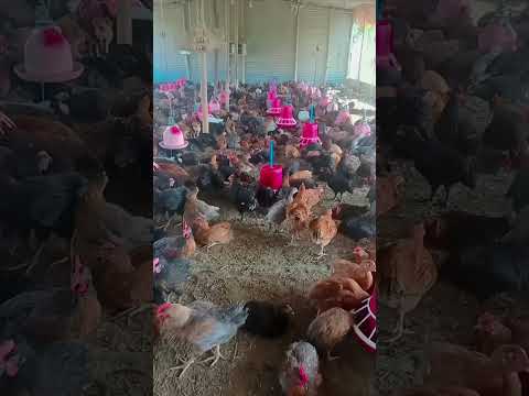 हमारे नबी ने फरमाया कि जब भी आपका कोई मसला हल नहीं हो रहा है परेशानी आ रहा है तो ऐसे में एक तस्वीरपढ