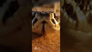 Rattlesnake backed away slowly and didn't get hurt