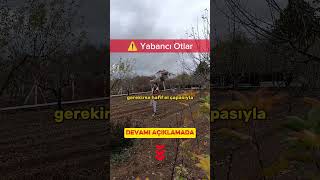 Safran Çiçek Vermeyi Kesti Ne Yapmam Lazım? | Safran Çiçeği