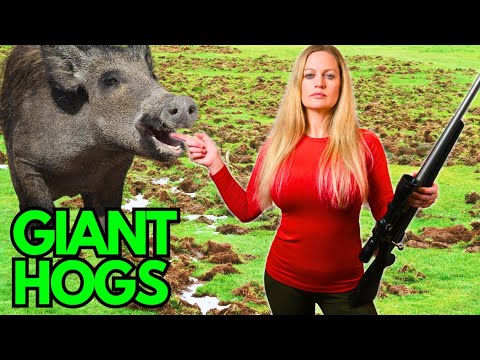 She Goes Wild Boar Hunting! Simple Easy Steps