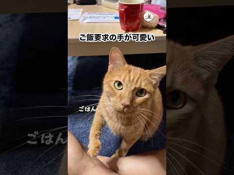 ご飯要求の手が可愛い|PECO