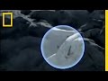 Avalanche Survival and Exploration