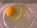 Egg Quality Assessment and Characteristics