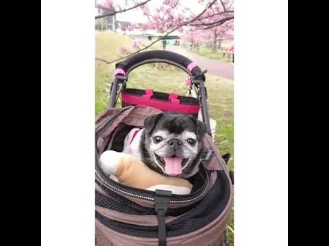 黒パグ小梅🐶お花見中🌸オヤツが欲しくて怒る小梅😤😤