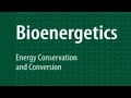 Bioenergetics Concepts and Applications