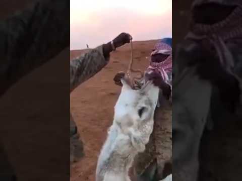 Develere Neden Yฤฑlan Yedirilir?#yฤฑlan #deve#shortsvideo