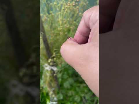 Dead leaf mantis #reptiles #animals #mantis #prayingmantis #deadleafmantis