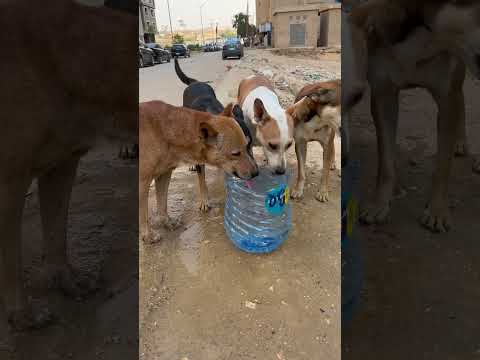 لاحول ولاقوة الابالله