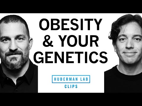 Is Obesity Genetic? | Dr. Zachary Knight & Dr. Andrew Huberman