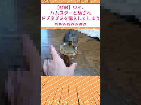 【悲報】ワイ、ハムスターと騙されドブネズミを購入してしまうwww #2ch面白いスレ