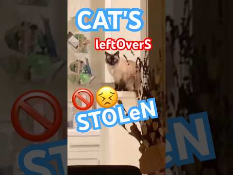 SEND 2 SOME1 WHOM EATS YOUR LEFTOVERS!!:: #ohio #vacation #bagagwa #catsofyoutube #shorts #shortfeed
