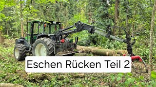 Eschen Rücken mit dem Kotschenreuther K115 Teil 2