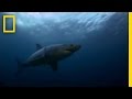 Seal Island and Great White Sharks