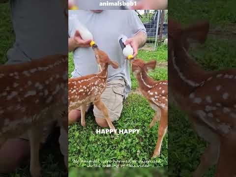 Rescued Fawns Find Family and Friendship ๐