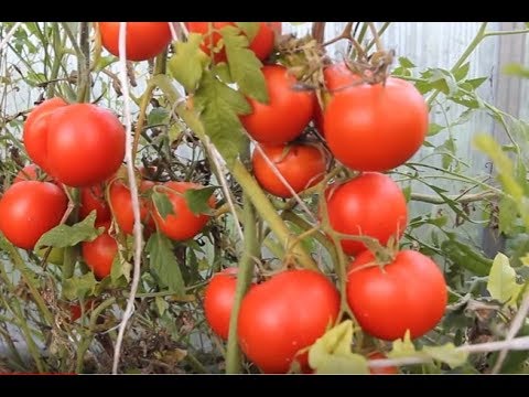 Не Совершайте Моих Ошибок. Паника - Наш Враг. Томаты в Теплице.